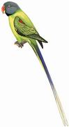 ͷ Slaty-headed Parakeet