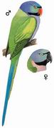  Derbys Parakeet