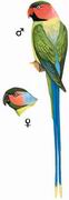 β Long-tailed Parakeet