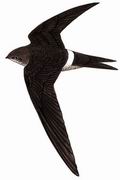  Fork-tailed Swift