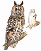 �����^ Long-eared Owl
