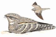 ����ҹӥ Egyptian Nightjar