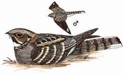 ��βҹӥ Large-tailed Nightjar