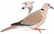 Ұ Eurasian Collared Dove