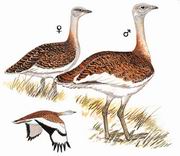  Great Bustard