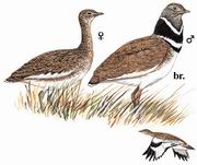 С Little Bustard