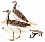  McQueens Bustard