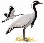  Demoiselle Crane